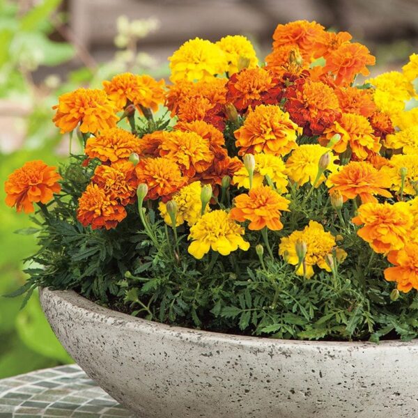 Tagetes patula nana Boy mixture - Image 2