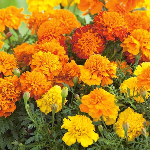 Tagetes patula nana Boy mixture