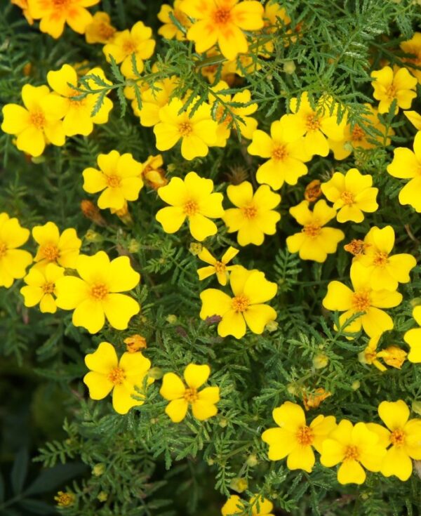 Tagetes tenuifolia Lulu (Lemon Gem)