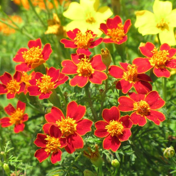 Tagetes tenuifolia Paprika (Red Carpet) - Image 2