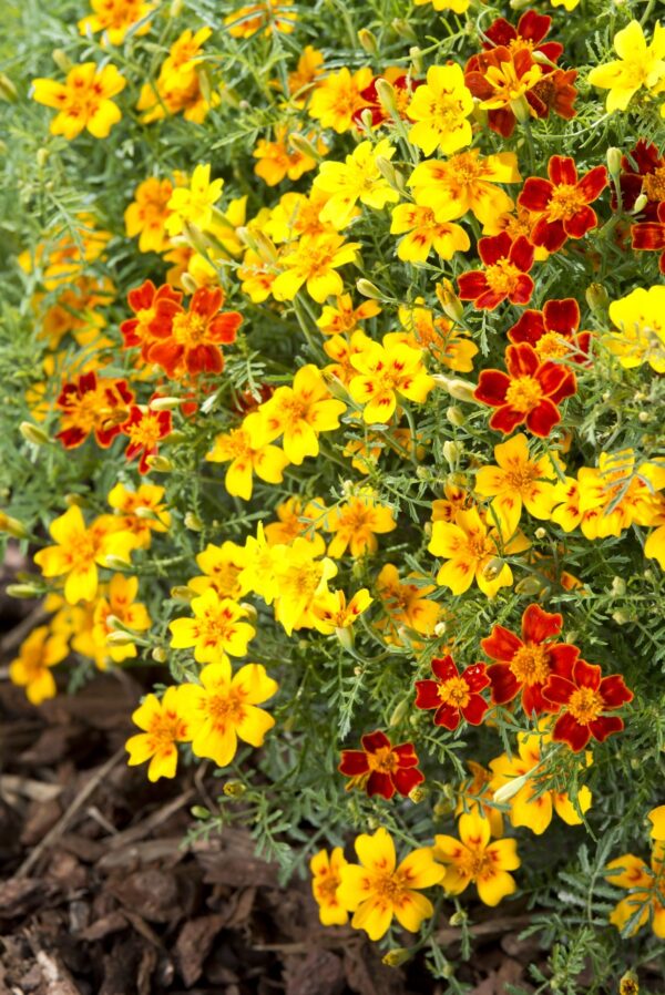 Tagetes tenuifolia Starfire mixture