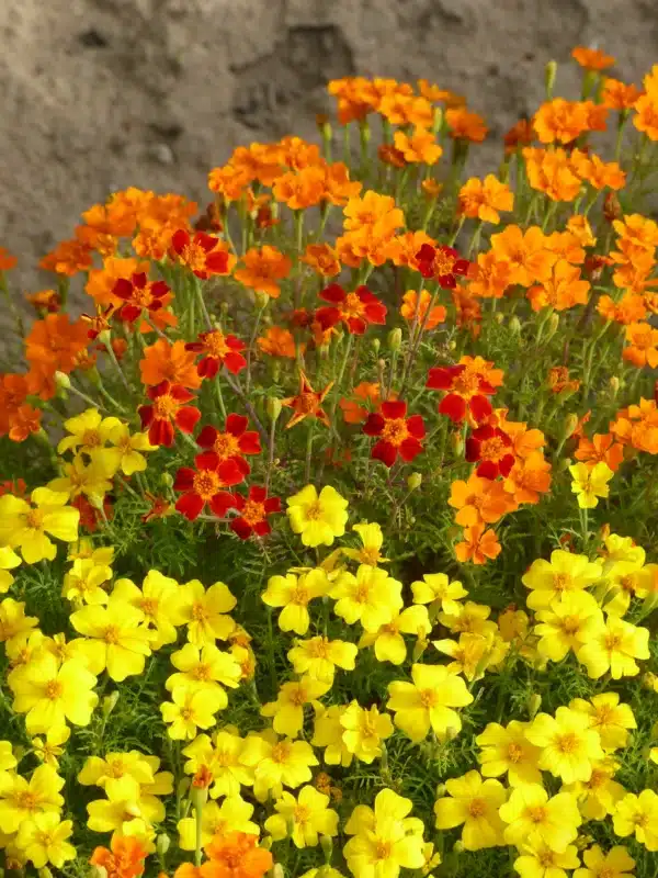 Tagetes tenuifolia Starfire mixture - Image 2