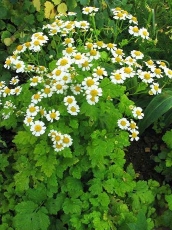 Tanacetum parthenium QIS® Tetra White Single 2