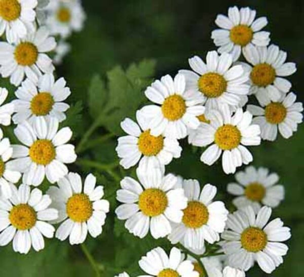 Tanacetum parthenium QIS® Tetra White Single 3