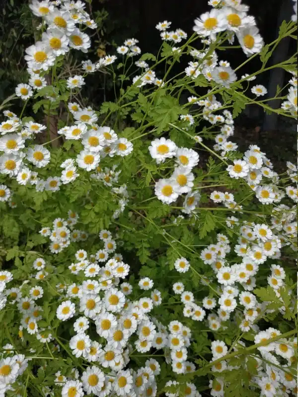 Tanacetum parthenium QIS® Tetra White Single