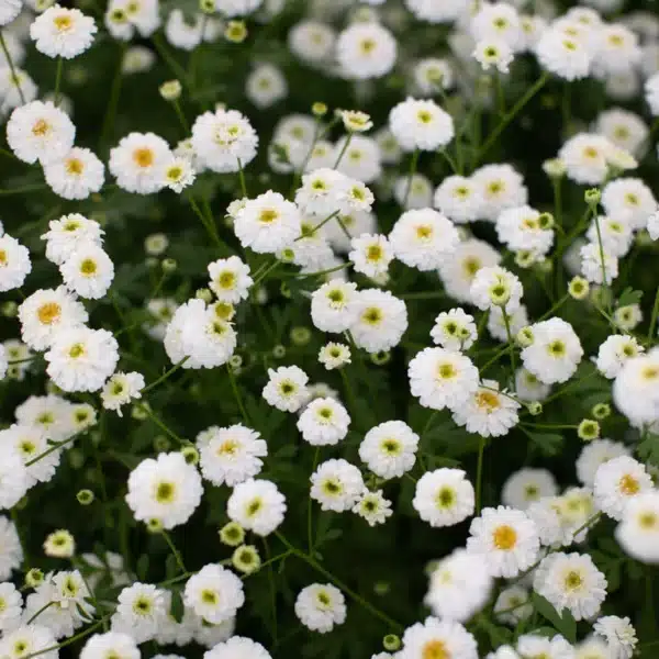 Tanacetum parthenium QIS® Tetra White Wonder 1