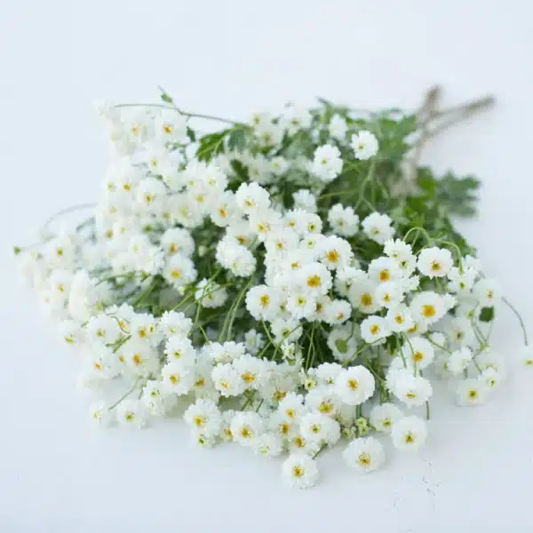 Tanacetum parthenium QIS® Tetra White Wonder