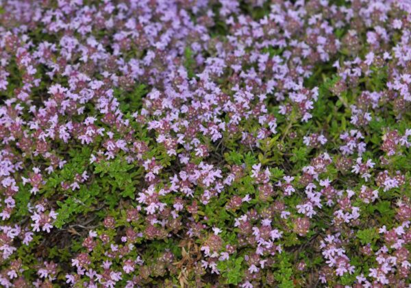 Thymus serphyllum