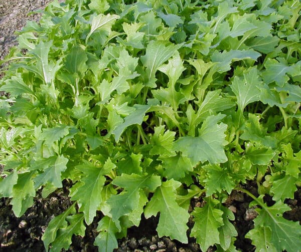 Turnip Green Namenia