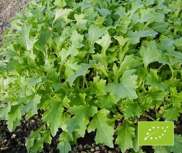 Turnip Green Namenia BIO