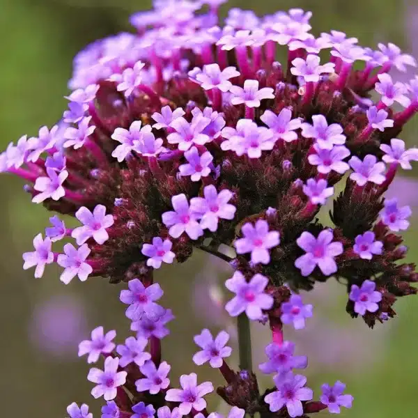 Verbena bonariensis 1