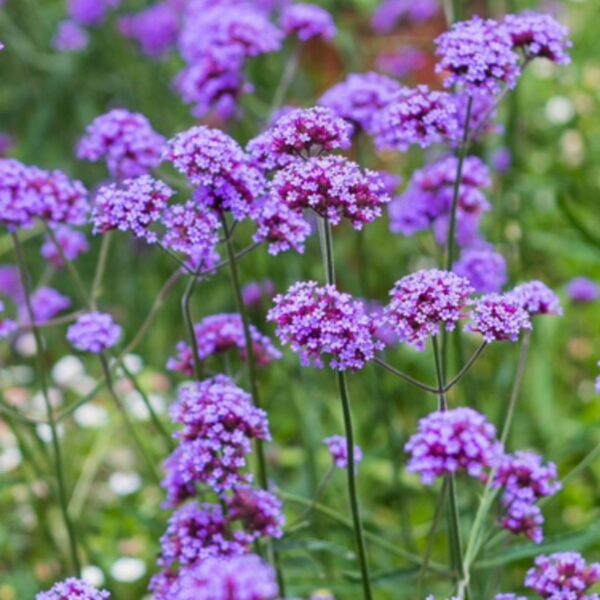 Verbena bonariensis