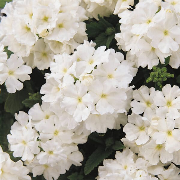 Verbena hybrida Quartz XP White