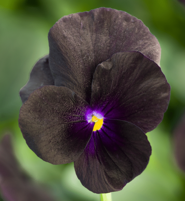 Viola cornuta F1 Penny Black