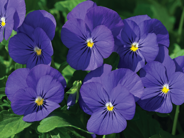 Viola cornuta F1 Penny Blue - Image 3