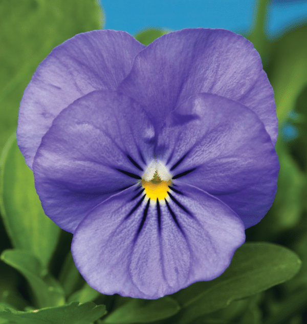 Viola cornuta F1 Penny Blue