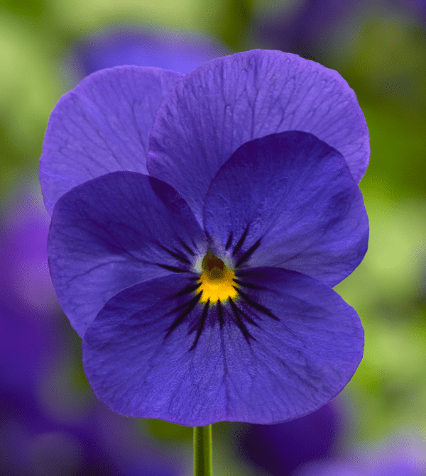 Viola cornuta F1 Penny Deep Blue