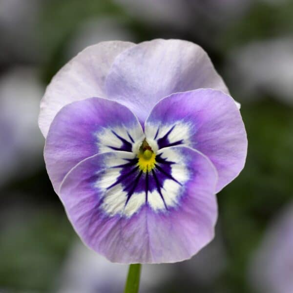 Viola cornuta F1 Penny Marina