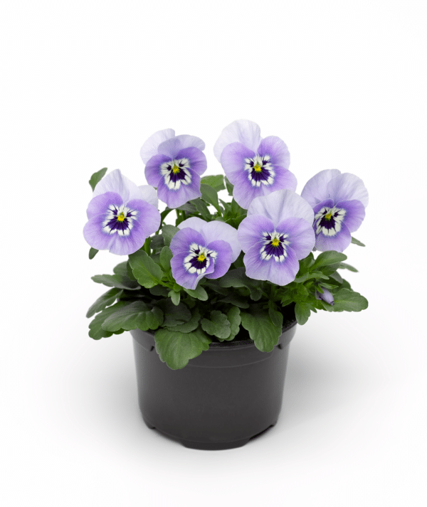 Viola cornuta F1 Penny Marina - Image 2