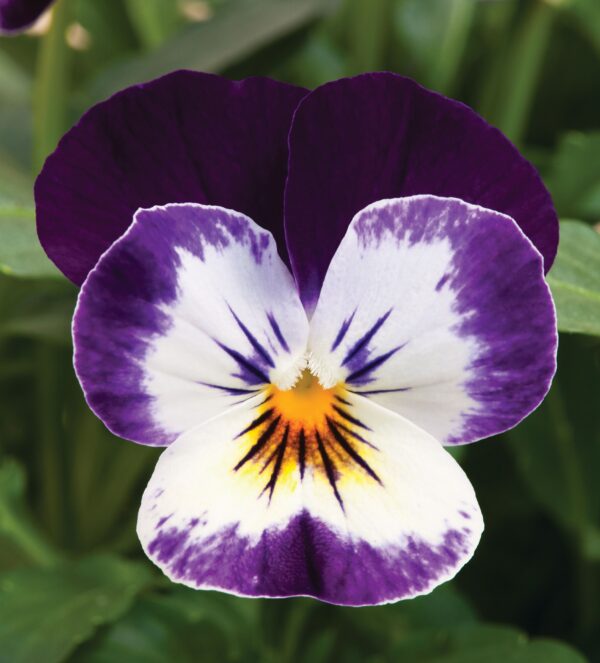 Viola cornuta F1 Penny Mickey