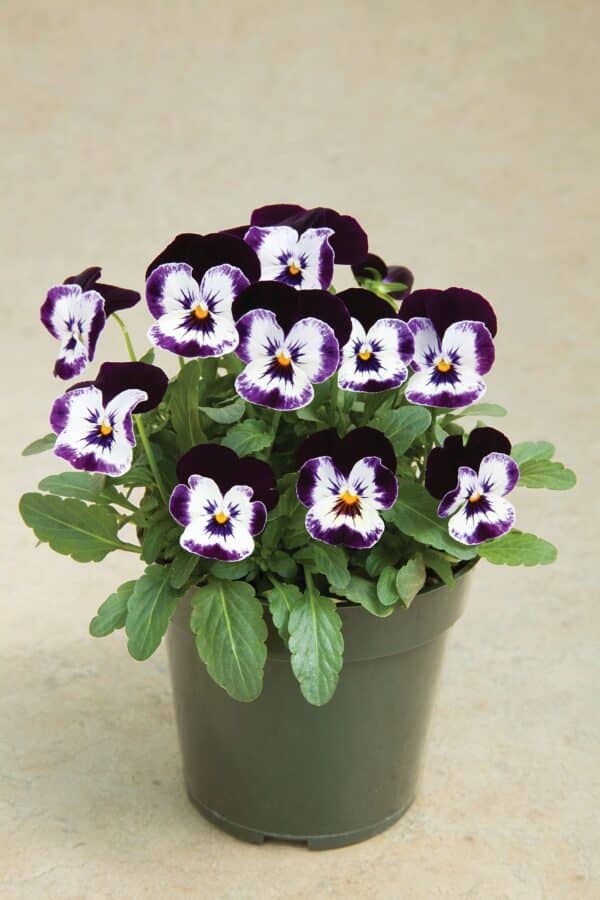 Viola cornuta F1 Penny Mickey - Image 2