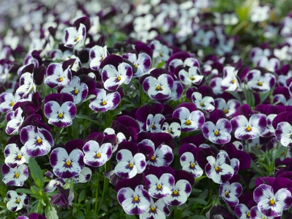 Viola cornuta F1 Penny Mickey - Image 4