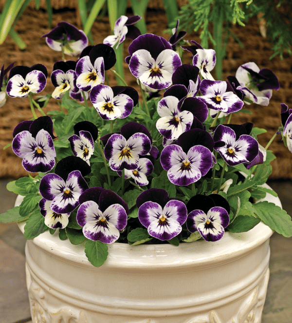 Viola cornuta F1 Penny Mickey - Image 3