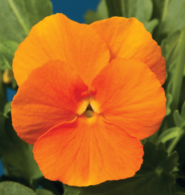 Viola cornuta F1 Penny Orange