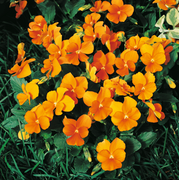 Viola cornuta F1 Penny Orange - Image 3