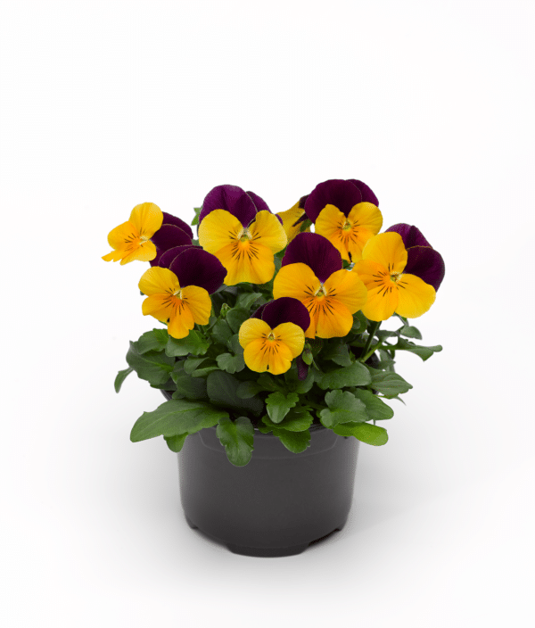 Viola cornuta F1 Penny Orange Jump Up - Image 2