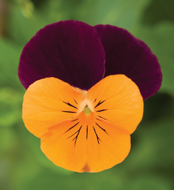 Viola cornuta F1 Penny Orange Jump Up