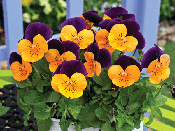 Viola cornuta F1 Penny Orange Jump Up - Image 3