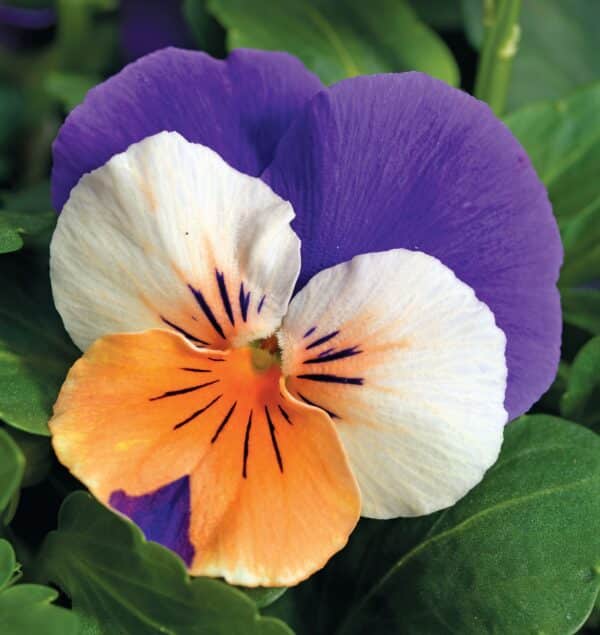 Viola cornuta F1 Penny Peach Jump Up