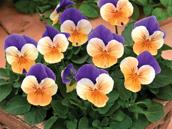 Viola cornuta F1 Penny Peach Jump Up - Image 2