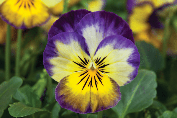 Viola cornuta F1 Penny Primrose Picotee