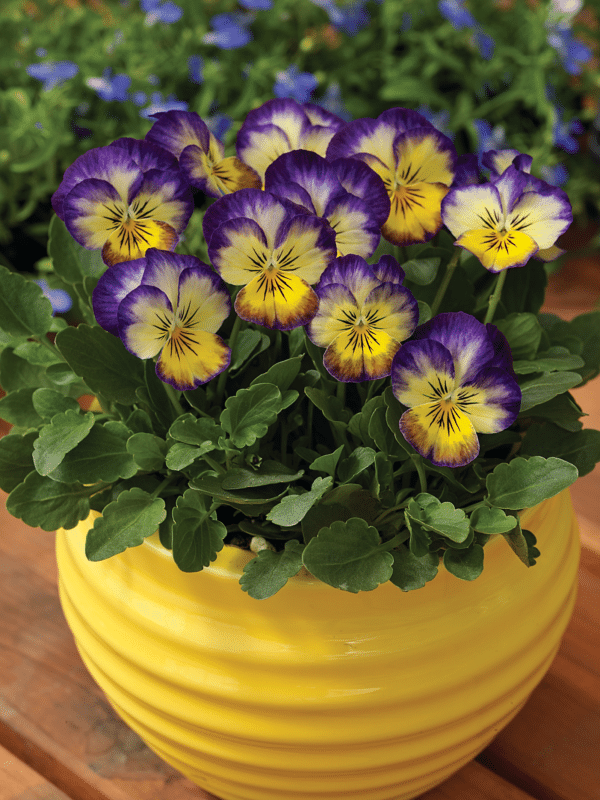 Viola cornuta F1 Penny Primrose Picotee - Image 2