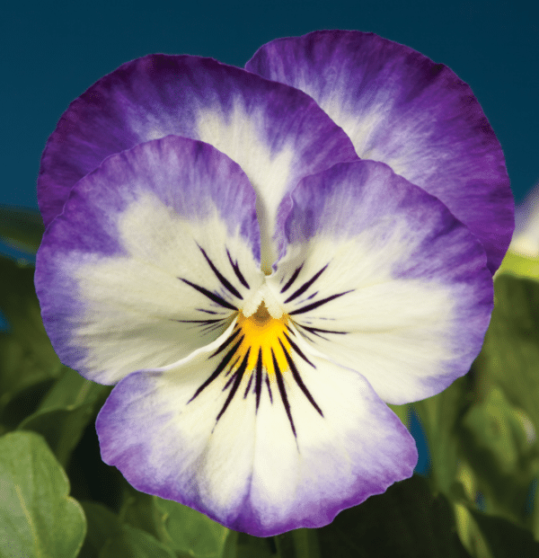 Viola cornuta F1 Penny Purple Picotee