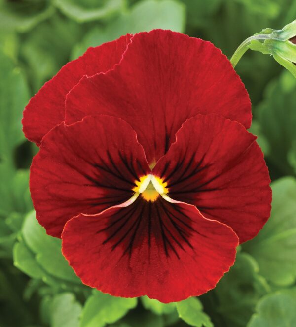 Viola cornuta F1 Penny Red Blotch