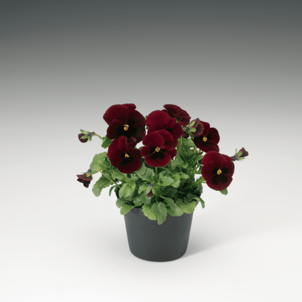 Viola cornuta F1 Penny Red Blotch - Image 2