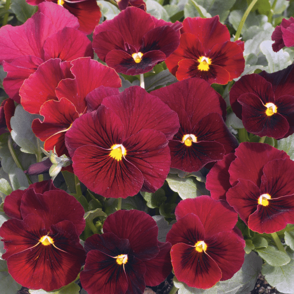 Viola cornuta F1 Penny Red Blotch - Image 3