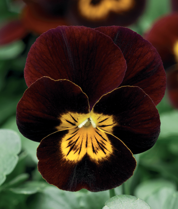 Viola cornuta F1 Penny Red Yellow Face