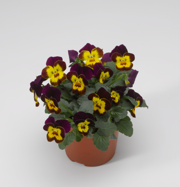 Viola cornuta F1 Penny Red Yellow Face - Image 2