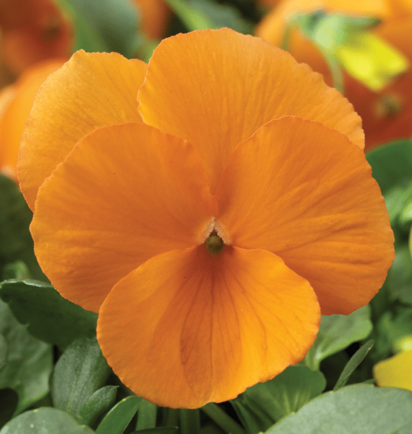 Viola cornuta F1 Penny Tangerine