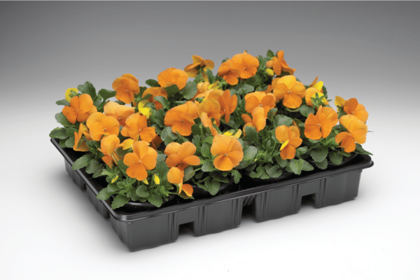 Viola cornuta F1 Penny Tangerine - Image 3