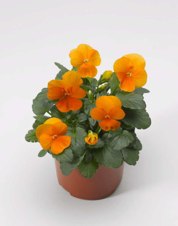 Viola cornuta F1 Penny Tangerine - Image 2