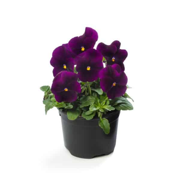 Viola cornuta F1 Penny Violet - Image 4