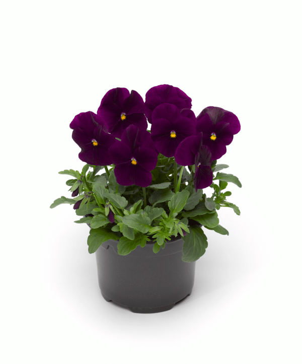 Viola cornuta F1 Penny Violet - Image 2