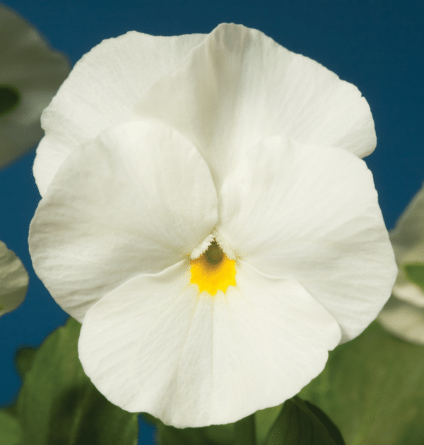 Viola cornuta F1 Penny White