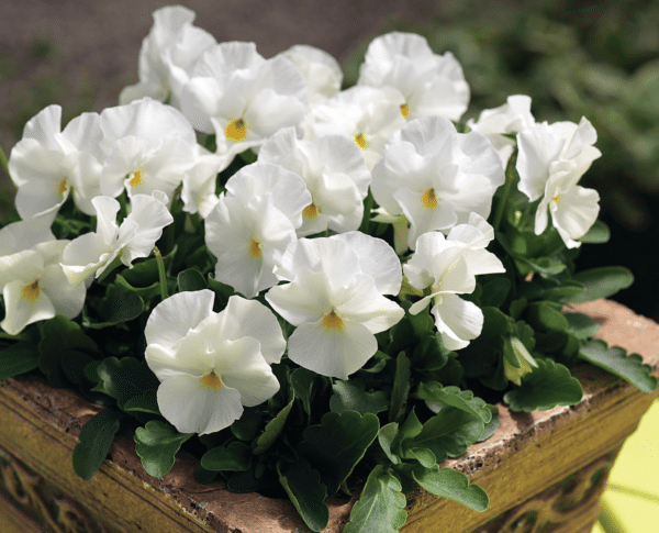 Viola cornuta F1 Penny White - Image 3