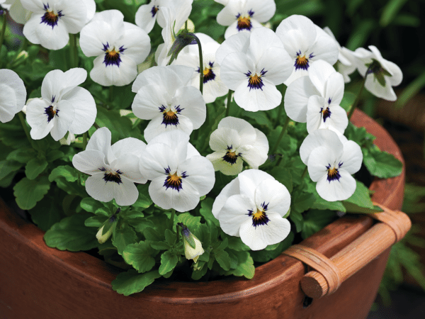 Viola cornuta F1 Penny White Blotch - Image 2